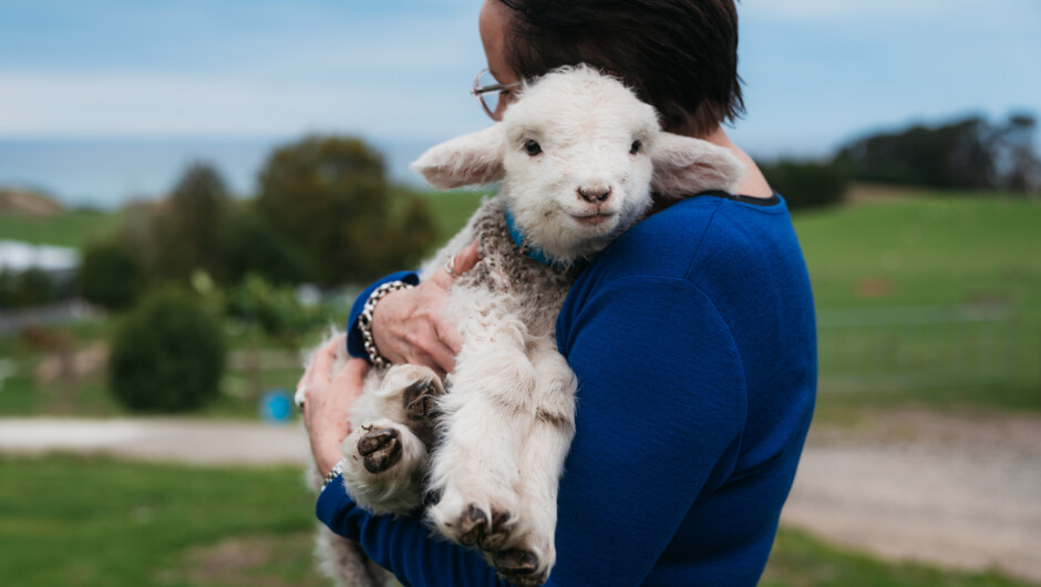 Hold baby lambs (within season)
