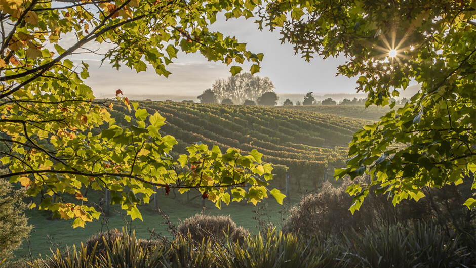 Auckland winey