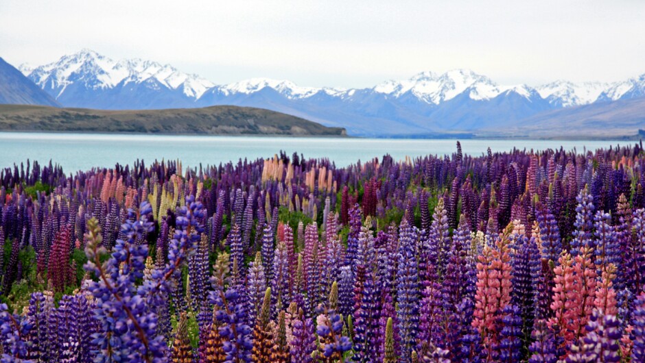 Lake Tekapo Lupins