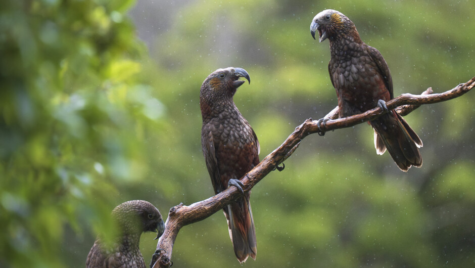 Kākā, once extinct from the Wellington region now fill the forest and the skies.