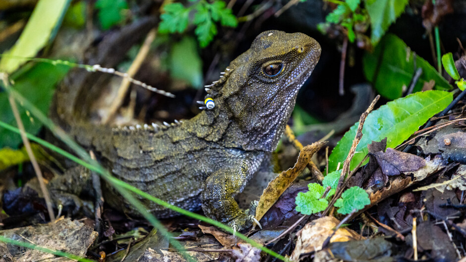 Zealandia is home to ancient tuatara, found nowhere else on earth. See them basking in the sun on warmer days