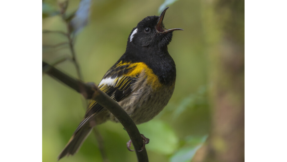 See and hear the story of the incredible hihi / stitchbird. Their call is a distinct “stitch” and gives them their English name, stitchbird.