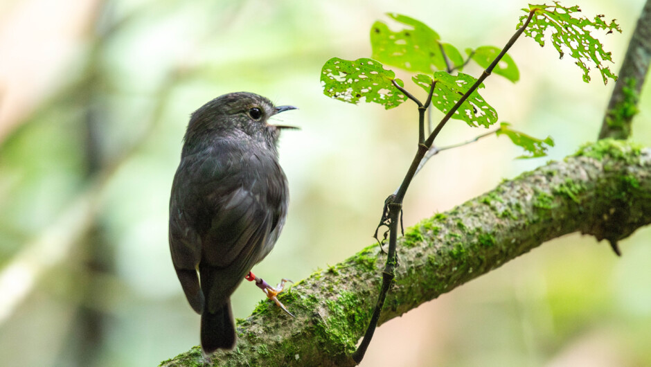 Toutouwai/North Island robins love visitors because they disturb insects as they walk along and that means a feed for these resourceful birds.