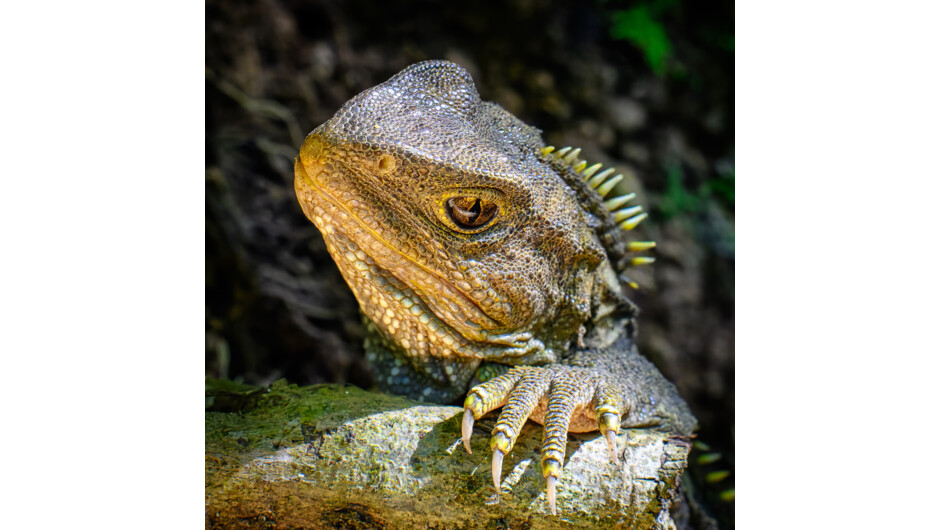 Zealandia Te Māra a Tāne is home a wild population of tuatara.