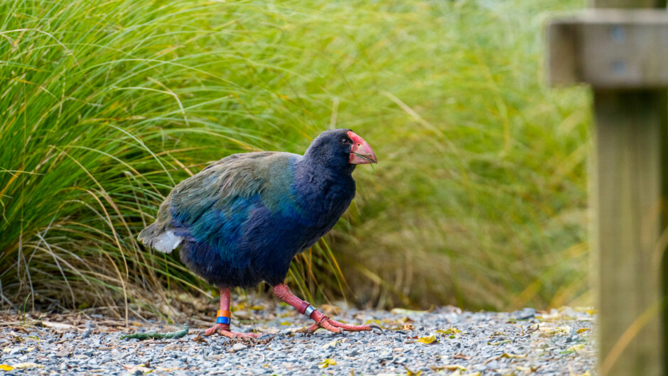 Discover the rare takahē, once thought extinct. These magnificent birds were rediscovered in the 1940s.