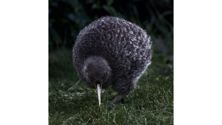 A kiwi pukupuku/little spotted kiwi, coming out as darkness falls in the valley. While sightings of wild kiwi are common, they aren't guaranteed.