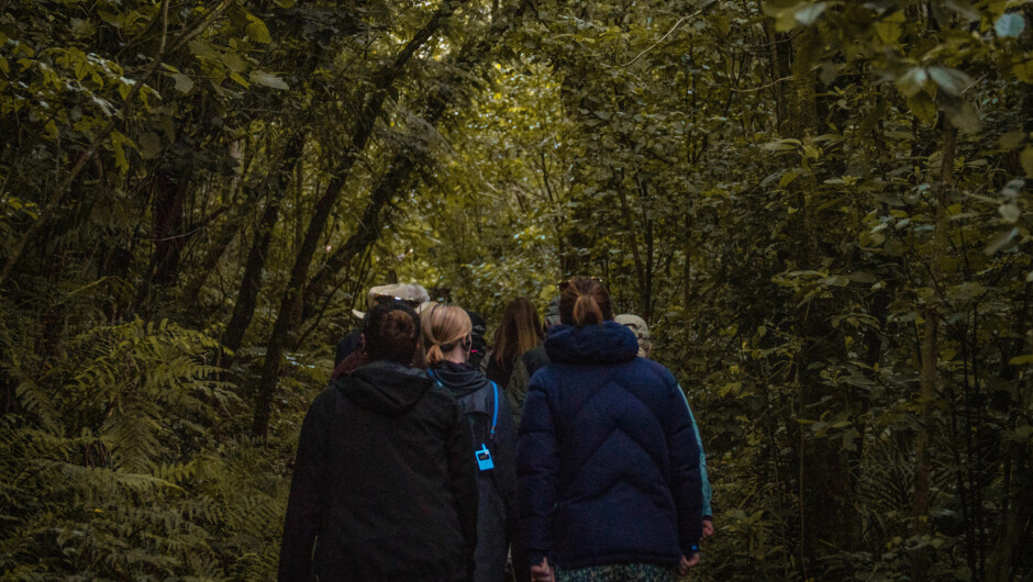 Venture into the forest as the sun is setting and dusk turns to darkness,