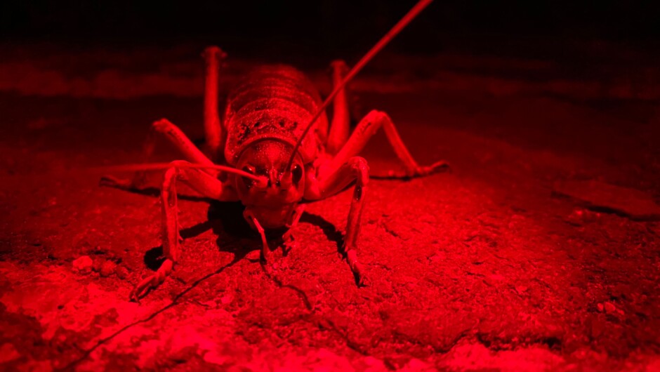 Giant wētā are one of the worlds largest insects.