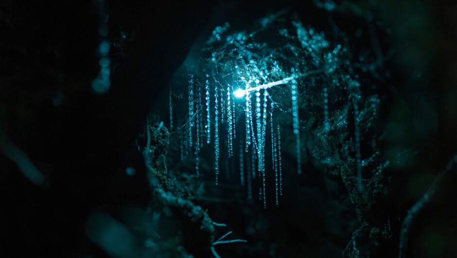 Check out the glow worms living along the wetlands areas at Zealandia.