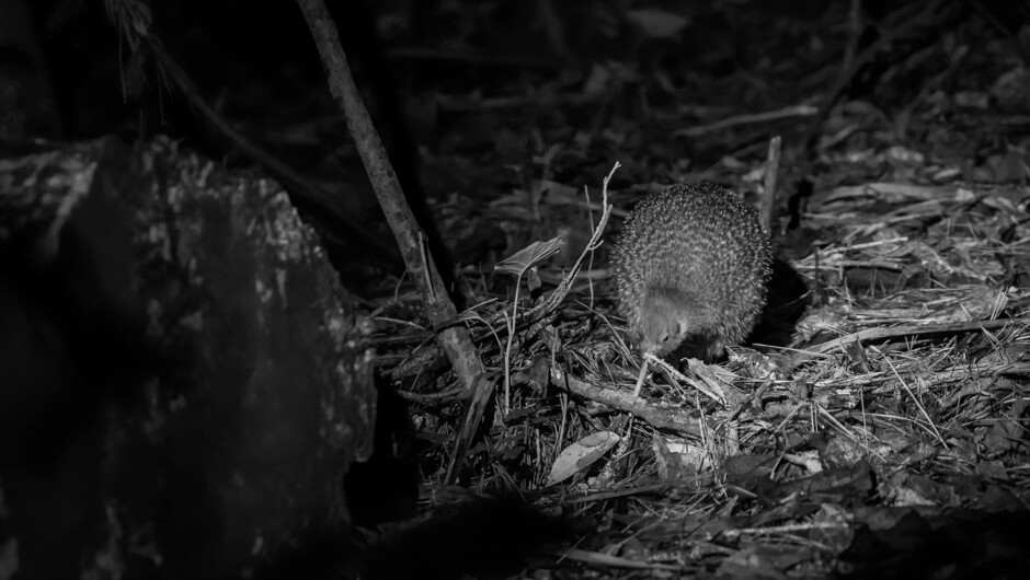 Zealandia is home to over 250 kiwi pukupuku / little spotted kiwi. While sightings of wild kiwi are common, they aren't guaranteed.