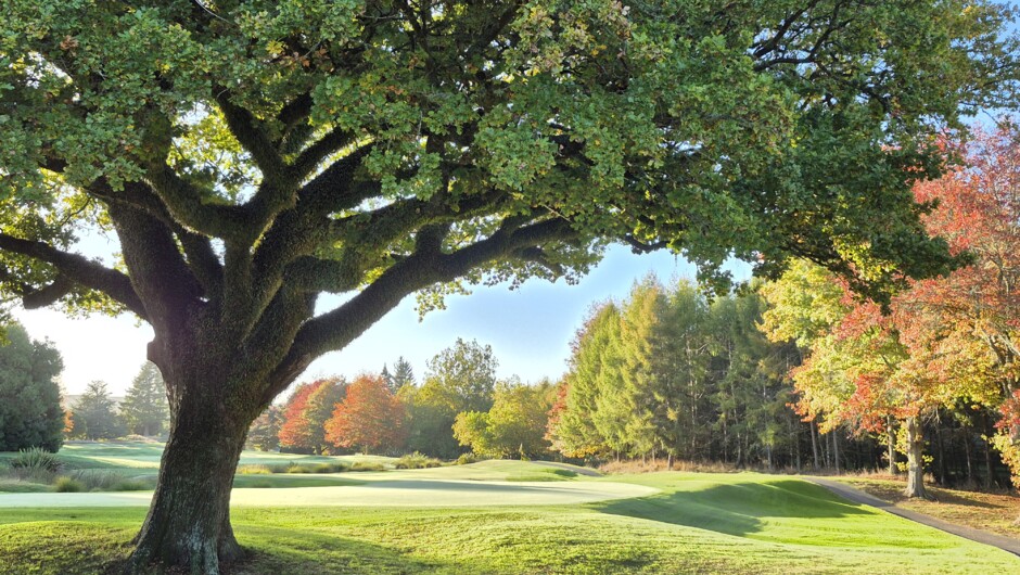 Oak tree at the 4th green, Wairakei Golf + Sanctuary