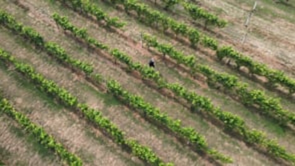The Esses Wine Company: Brand Film