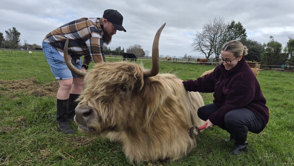 Mature Highland Cows