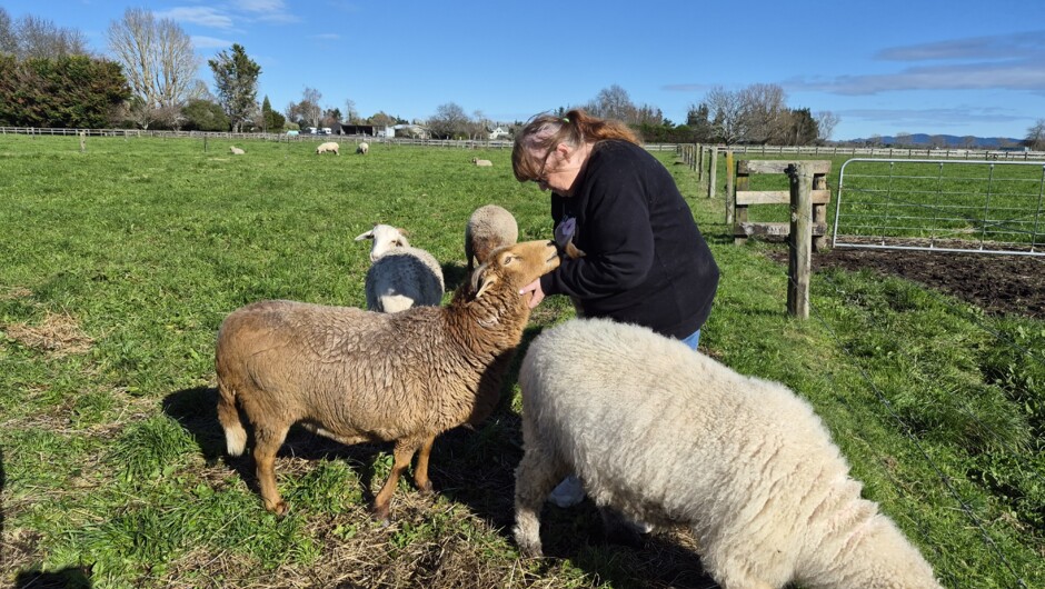 Damara and Valais Blacknose Sheep
