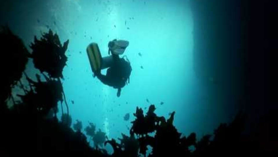 Video of dramatic underwater scenery at New Zealand’s Poor Knights Islands