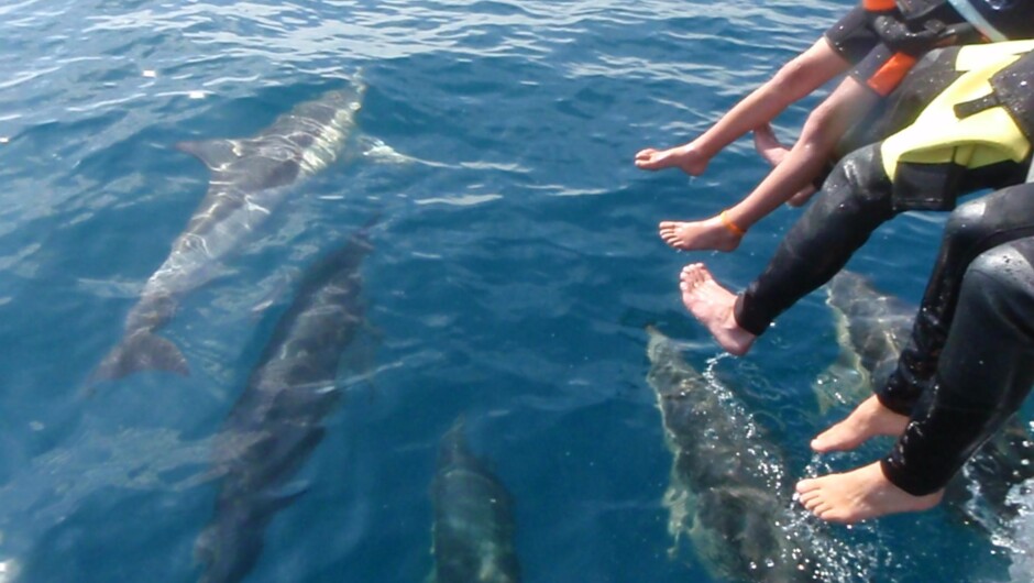 ドルフィンを間近に見学