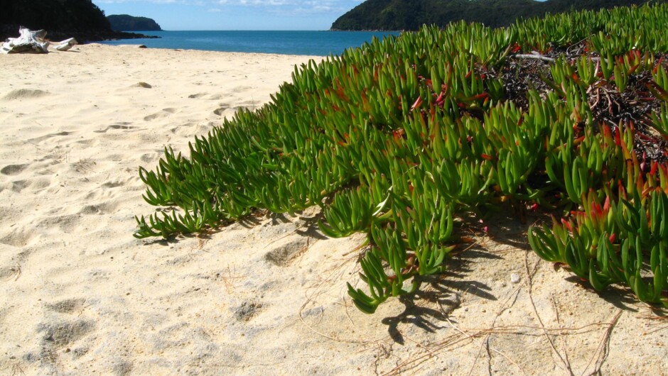 アベル・タスマン国立公園