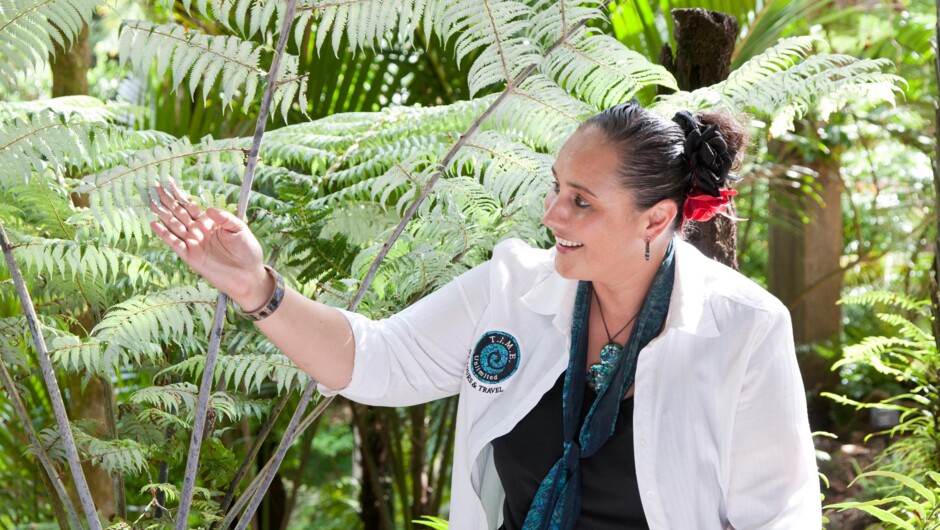 Explore Auckland with TIME Unlimited Tours - "To Integrate Maori Experiences"