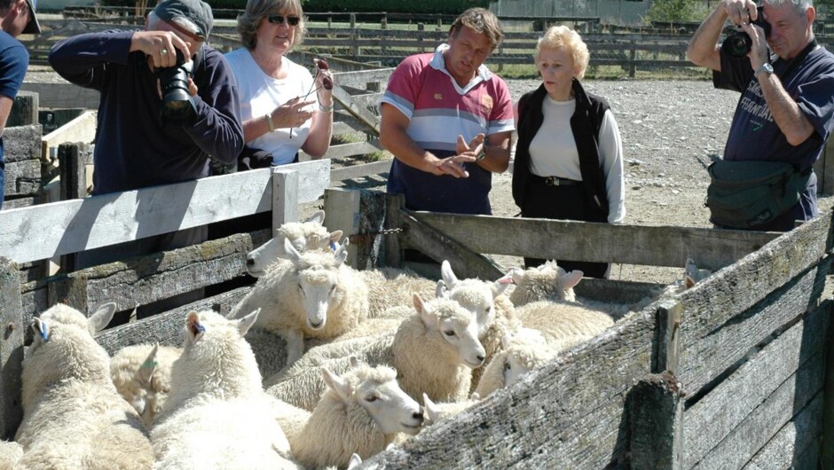 牧羊農場を見学