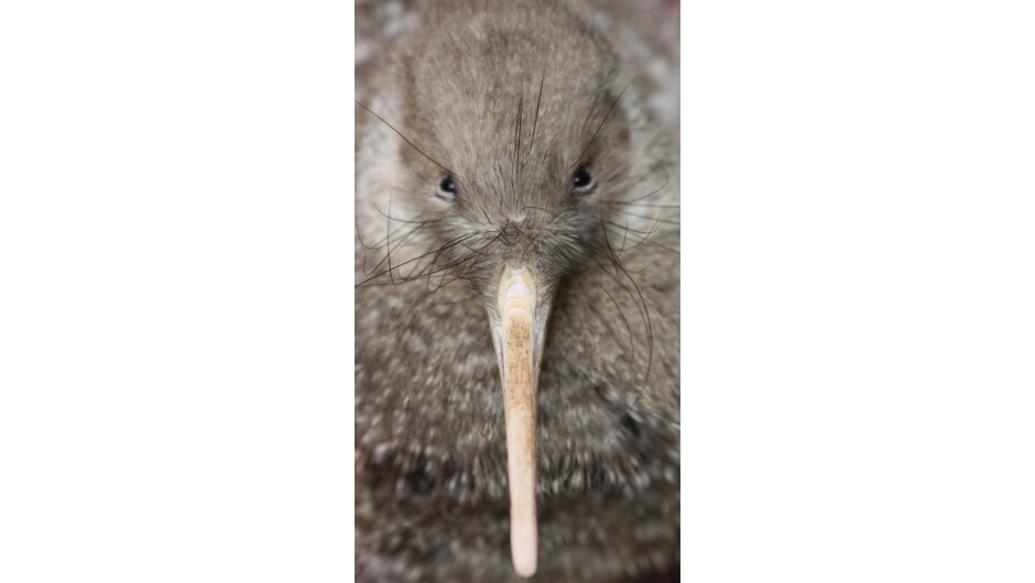 Little spotted kiwi at ZEALANDIA