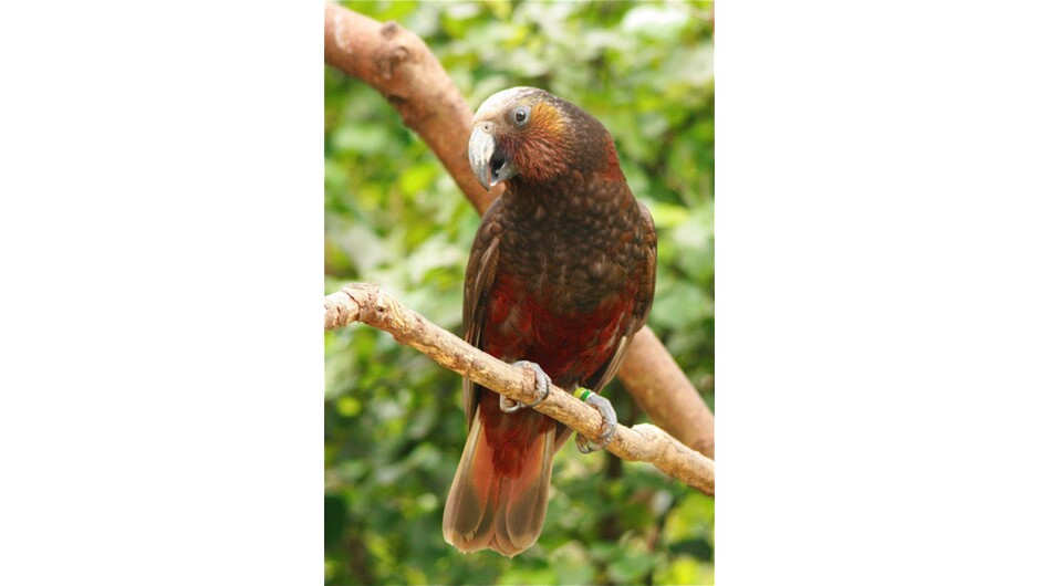 Kāka at ZEALANDIA