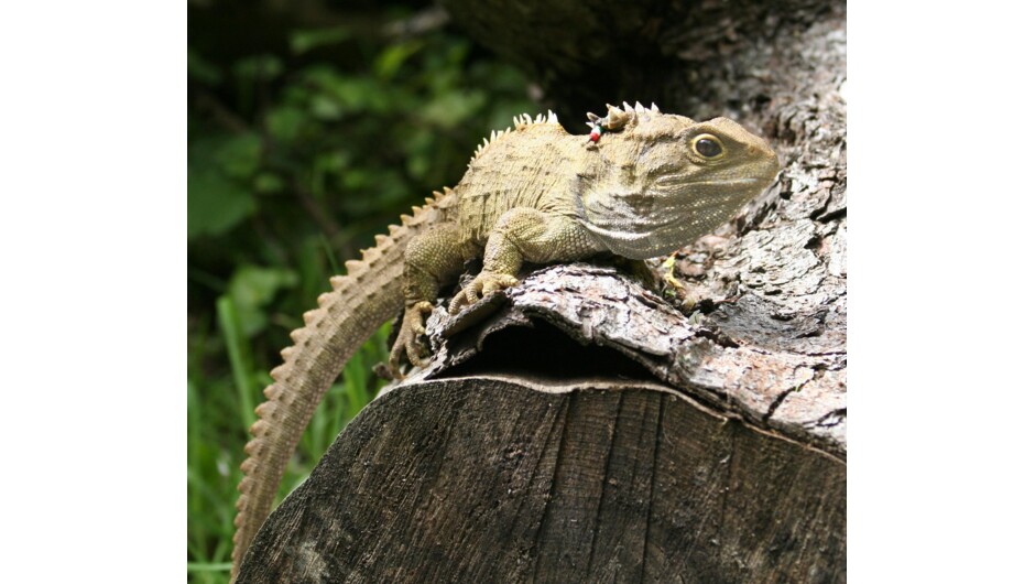 Adult male tuatara at ZEALANDIA