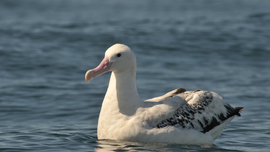 ワタリアホウドリ