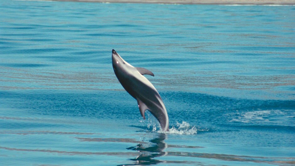 ダスキー・ドルフィン