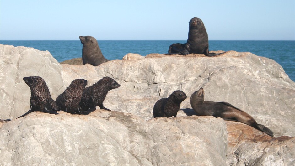 ニュージーランド・オットセイ