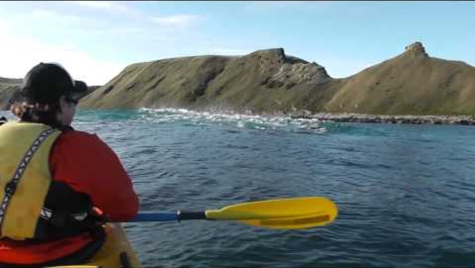 Kayakers watch a Fur Seal eating an Octopus on a 1/2 day guided tour......