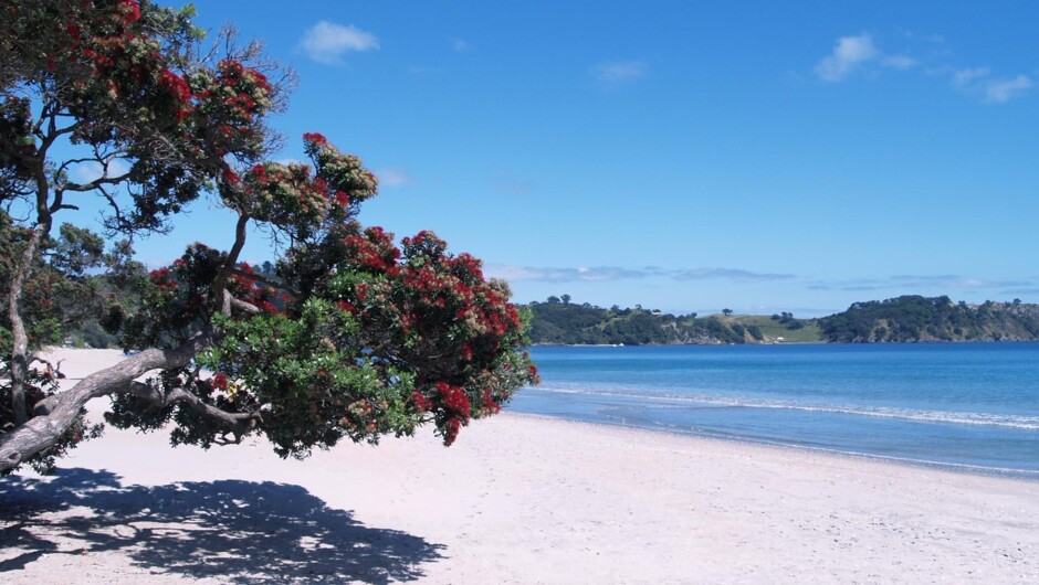 Beach on Waiheke
