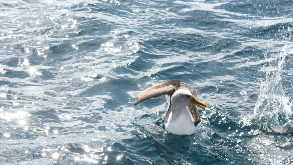 Like a bird to water