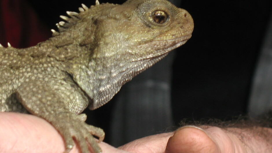Tuatara