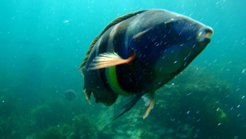 ベイ・オブ・アイランズでシュノーケル