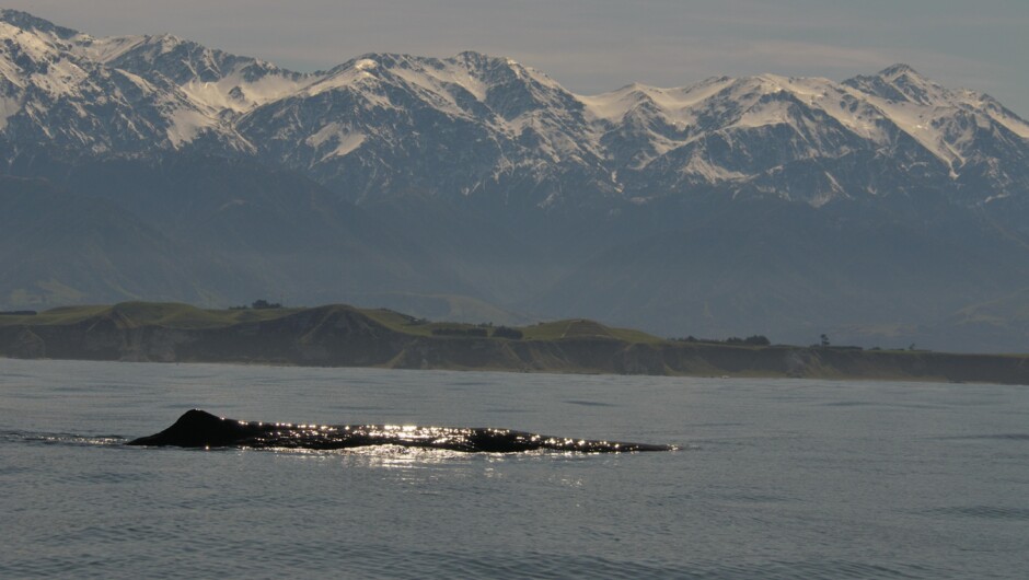 マッコウクジラ