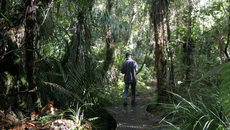 Adventure Puketi - Guided Forest Walks.