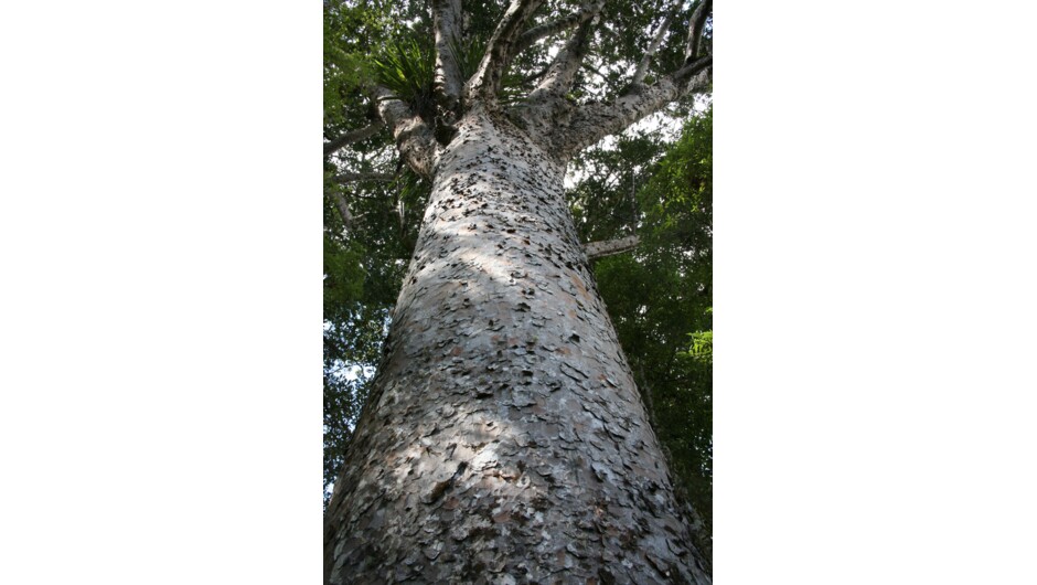Adventure Puketi - Guided Forest Walks.