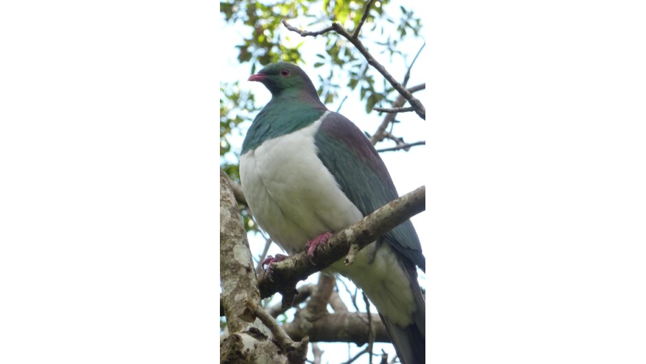 Native wood pigeon, the kereru, which are usually seen at the campground. We also see tui, bellbirds, fantails and lots of non native birds.