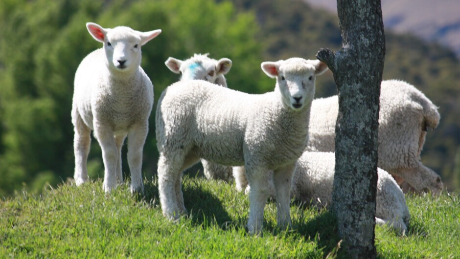 春先の子羊たち