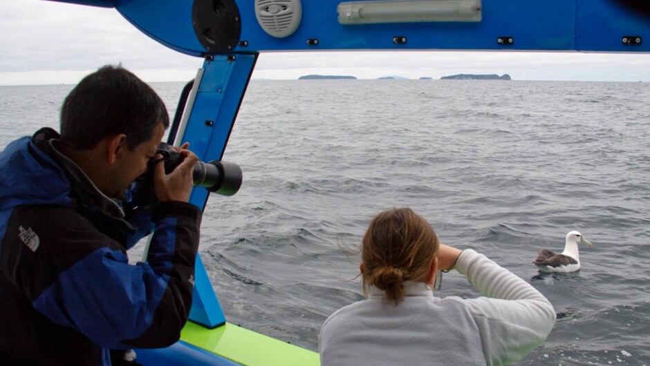 Clients aboard Aihe enjoying small albatross.