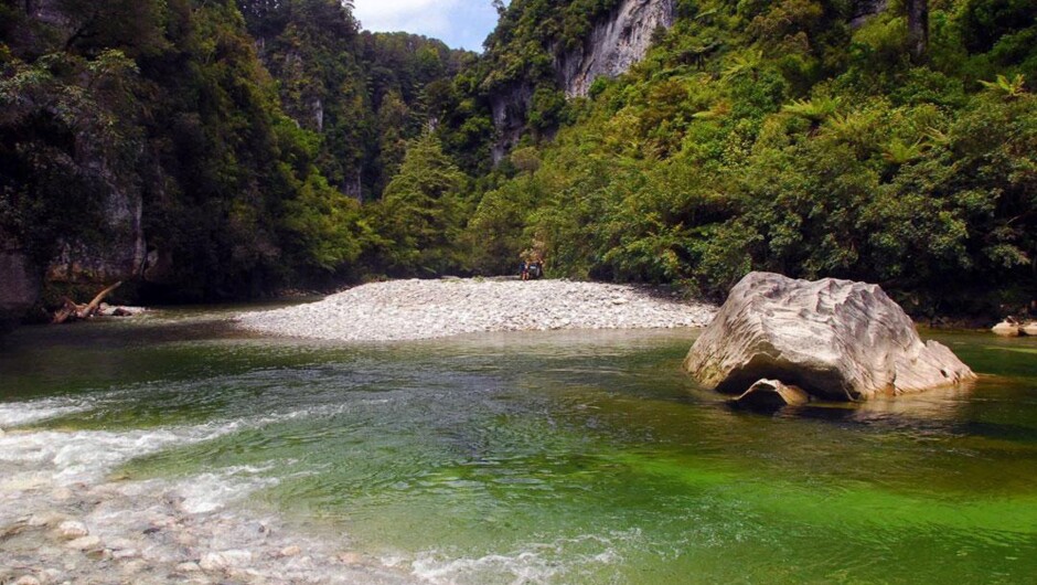 Lush rainforest scenery