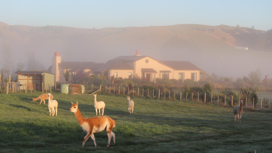 Alpacas by the Summit Lodge