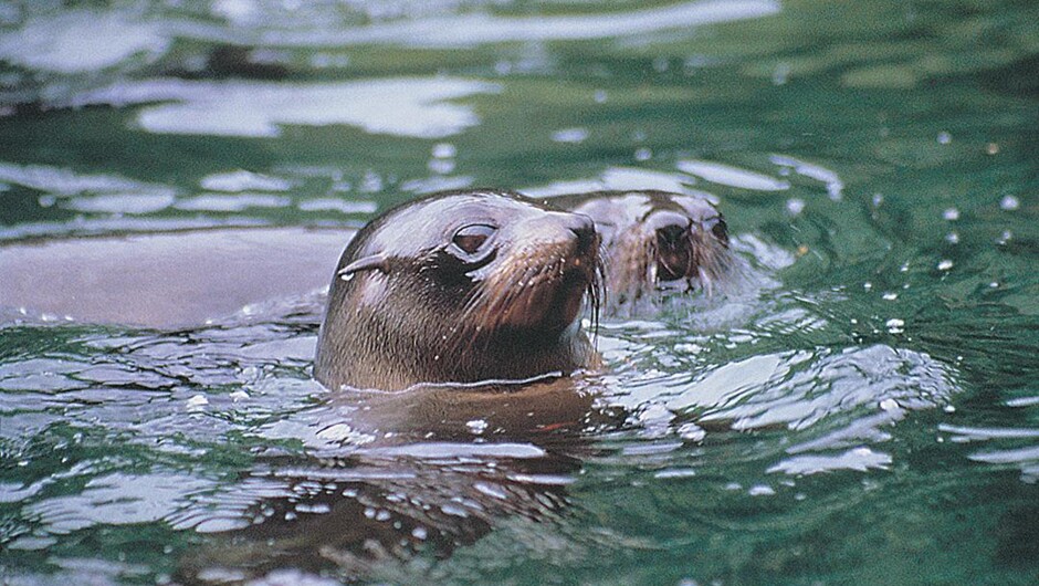 Milford Sound Overnight Cruises - Real Journeys