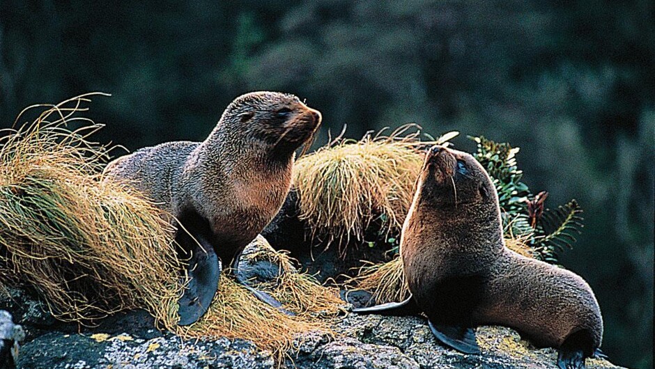 Coach &amp; Doubtful Sound Overnight Cruises - Real Journeys