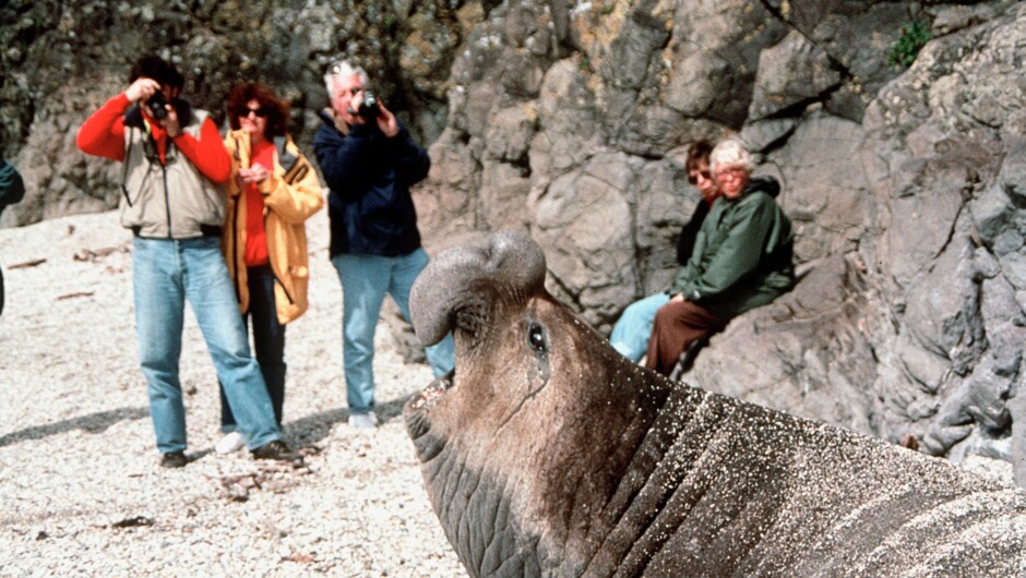 For 22 years Humphrey the elephant seal has visited the Moeraki Coast