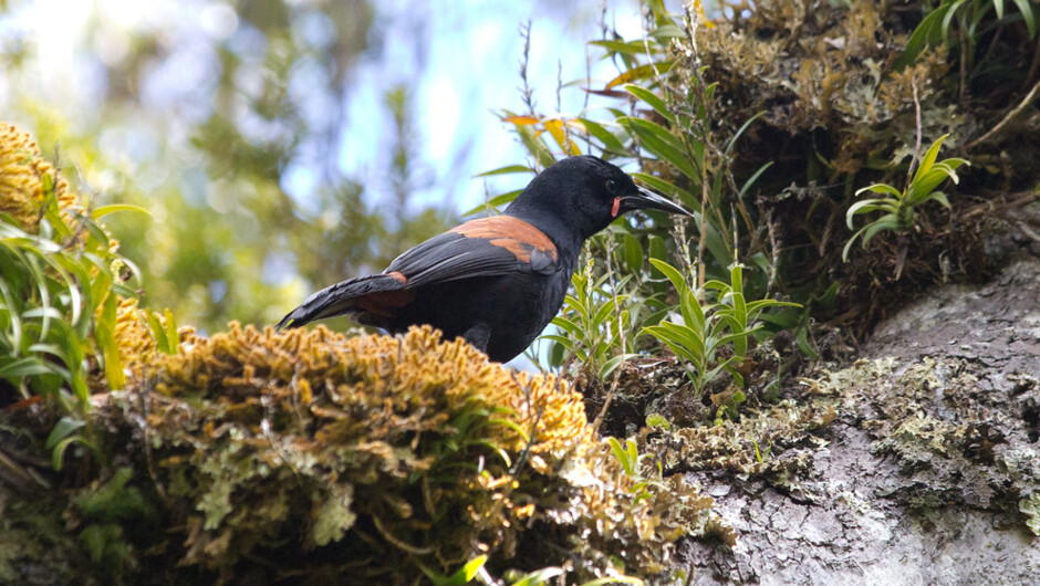 リムの木にいたサドルバック