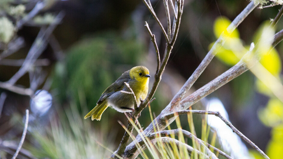 モフア（イエローヘッド）