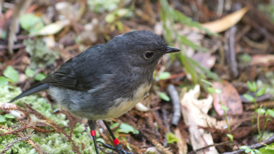 スチュアートアイランドロビン
