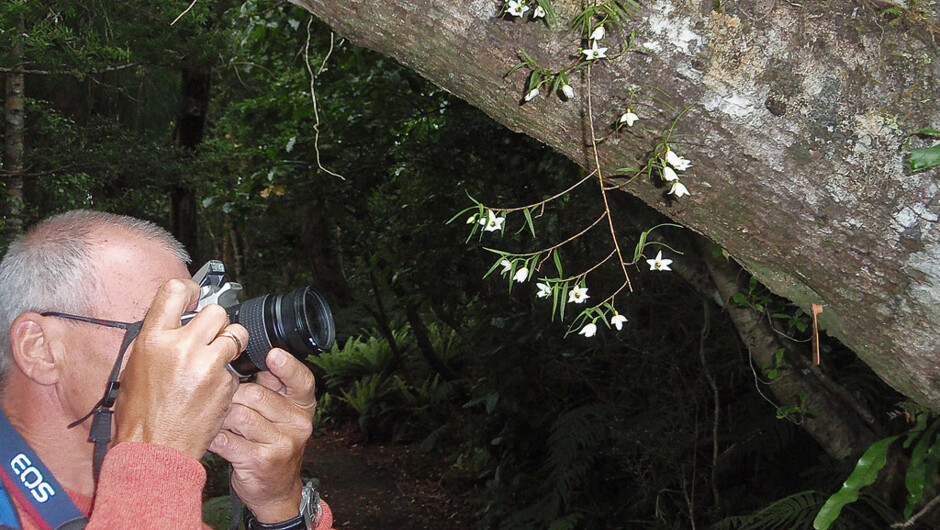 ウルヴァ島のラン（レディススリッパ）を撮影