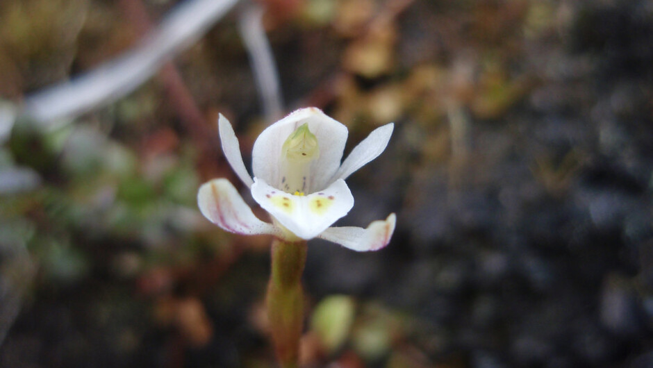 不思議な形のラン
